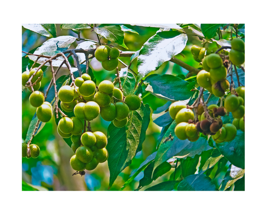 Benefits of Soapnut