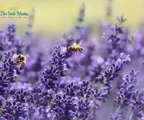 Nature's Soothing Elixir