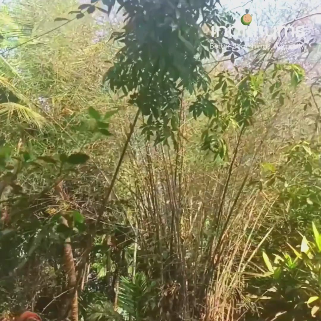 Natural, tear-free baby shampoo by Indimums, featuring Reetha and pH-balanced formula for delicate baby scalp